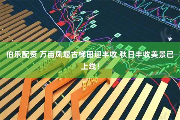 伯乐配资 万亩凤堰古梯田迎丰收 秋日丰收美景已上线！
